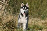 SIBERIAN HUSKY 777
